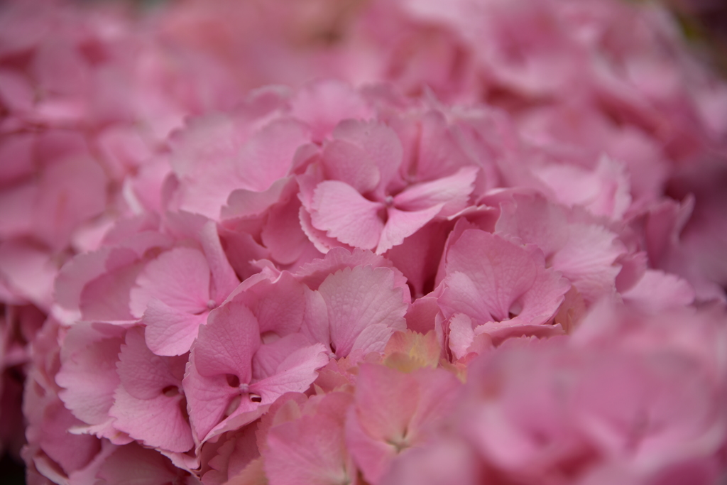 紫陽花