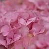 紫陽花