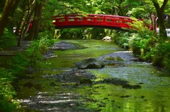 新緑の流れ