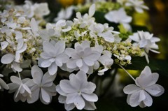 カンパニュラ　オーシャン