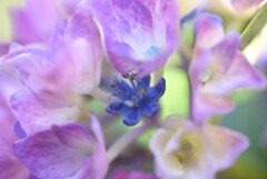 紫陽花の花（真花）