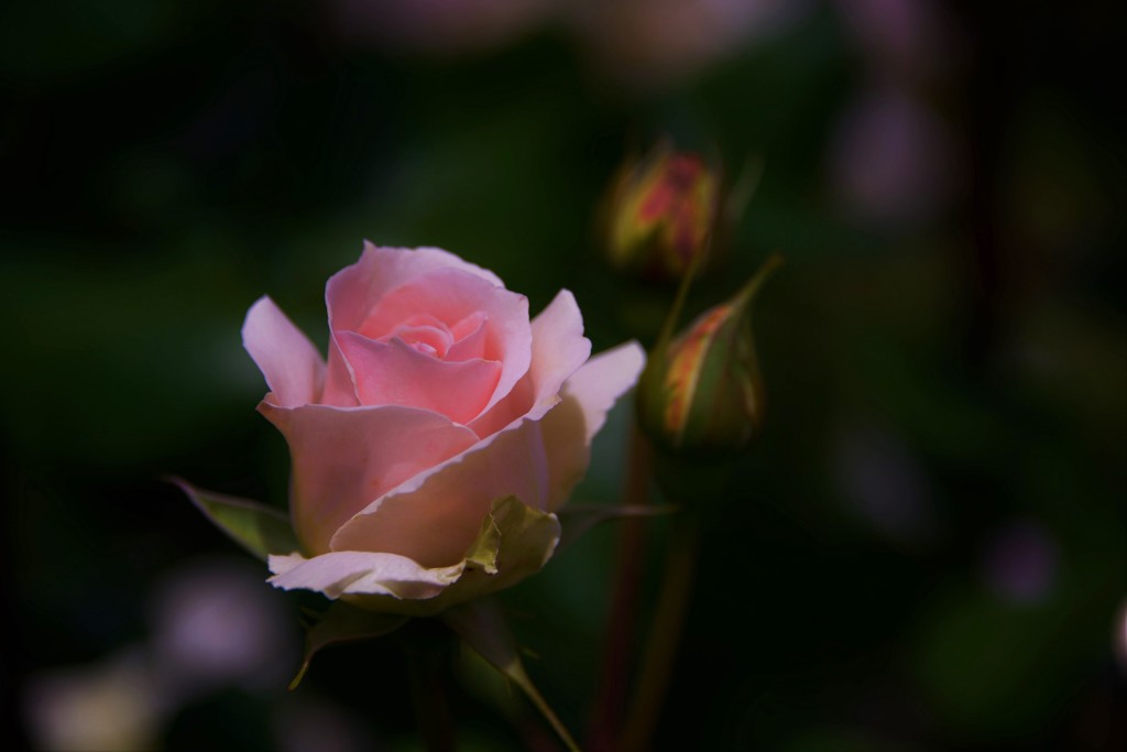 Rose