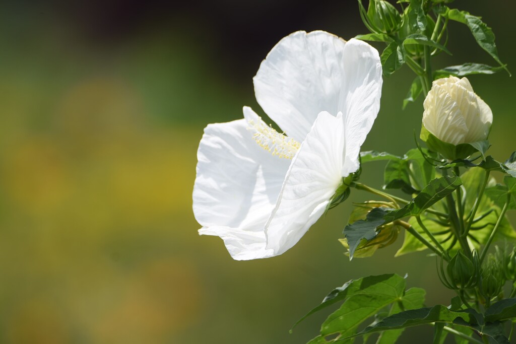 夏の花