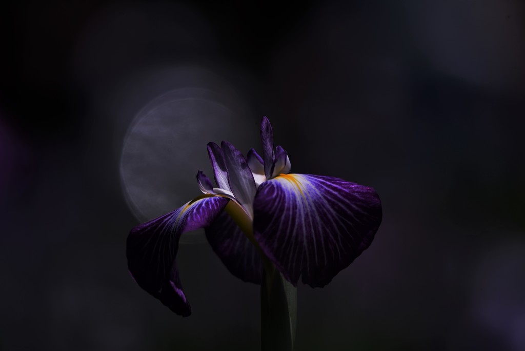 月下の約束・・・菖蒲
