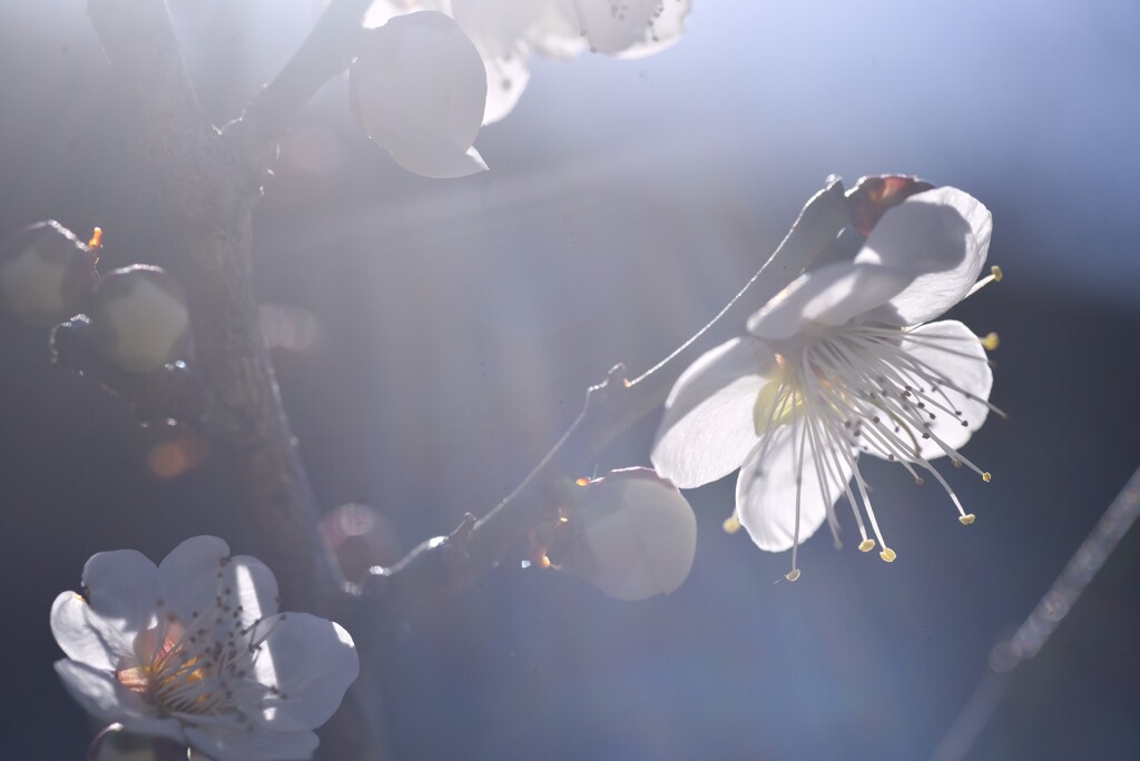 春の光