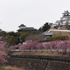 桜・お城