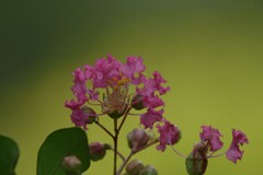 次から次に咲きだす花