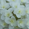 紫陽花