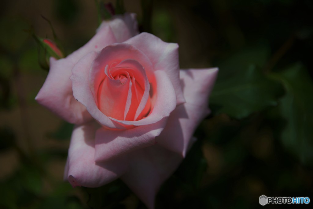 Rose Ⅱ