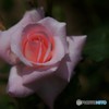 Rose Ⅱ