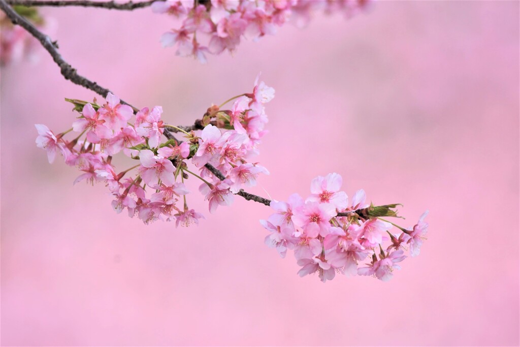 河津桜・終わり