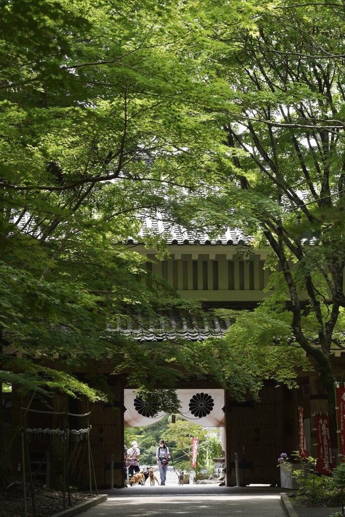 遠州三山風鈴まつり・油山寺