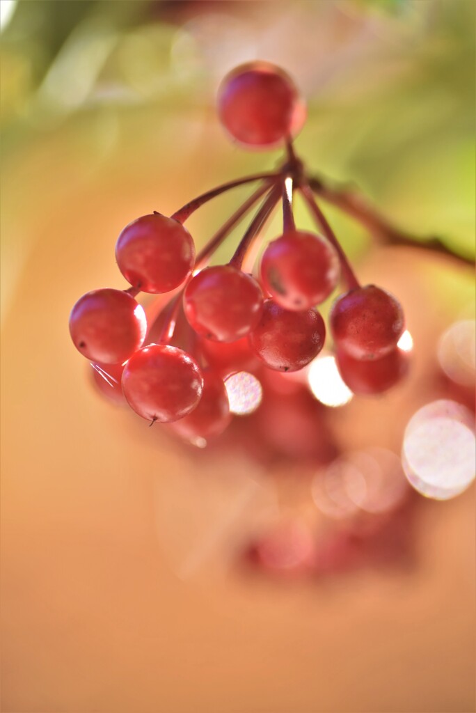 万両の実と・・・・・紅葉