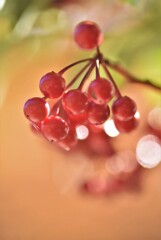 万両の実と・・・・・紅葉