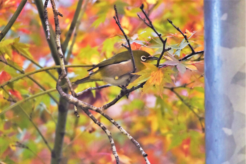 紅葉とめじろ
