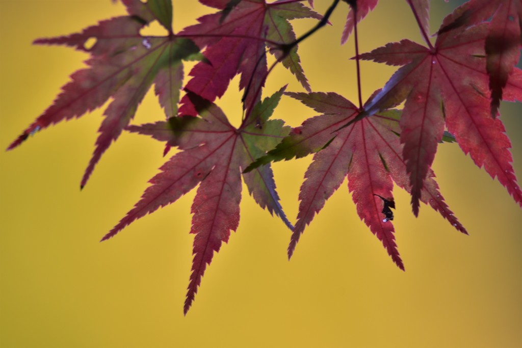 紅へのささやき