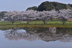 桜・reflection▼