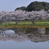 桜・reflection▼