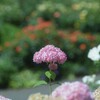 ピンクのアナベル