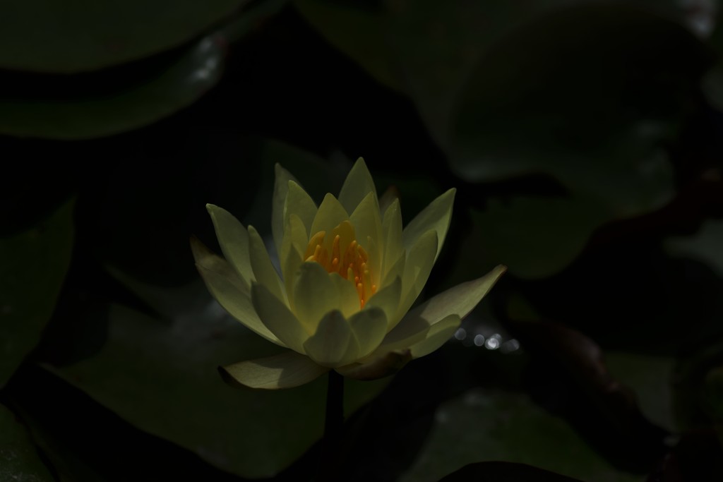 睡蓮　小さな　キラッ