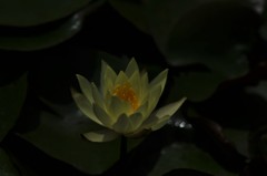 睡蓮　小さな　キラッ