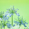６月の花