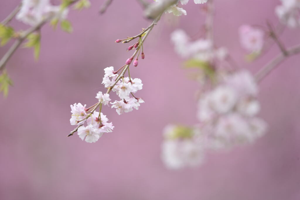 枝垂桜