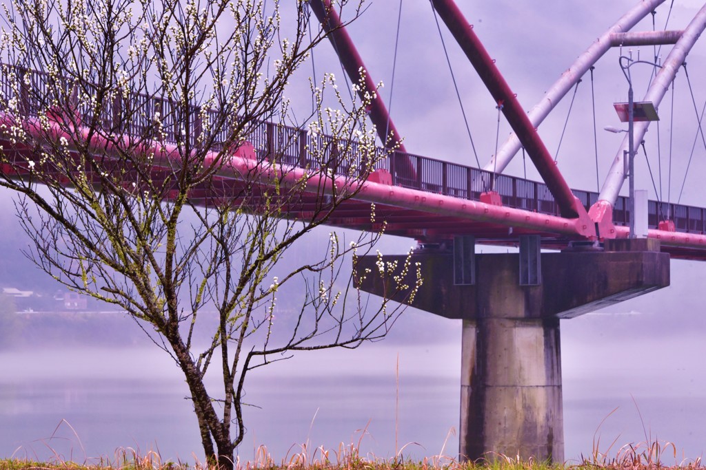 はなももまつり