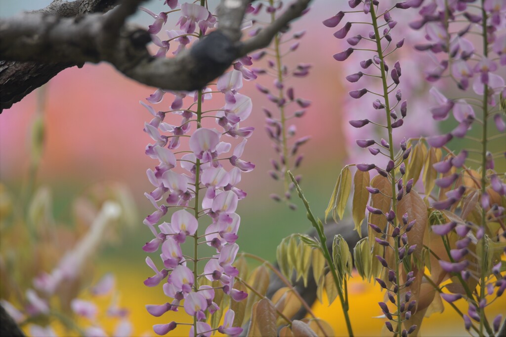 エントランスの花たち