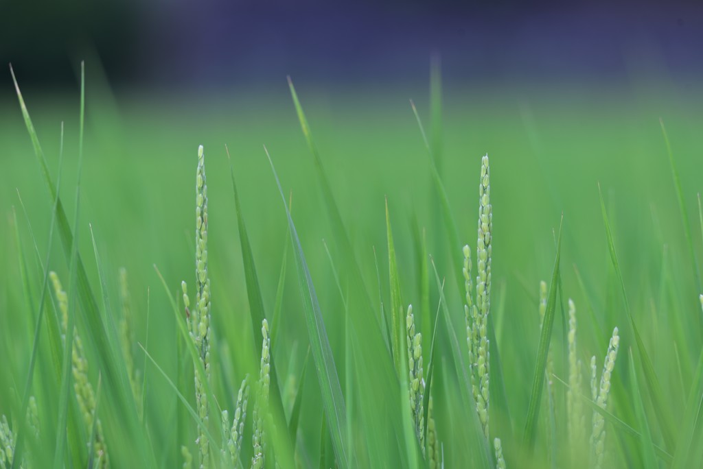 今年の出来具合は？