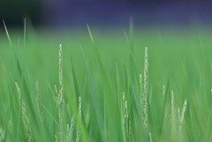 今年の出来具合は？