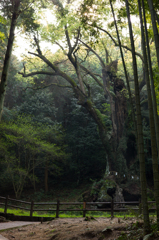 武雄神社の大楠