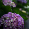 紫陽花