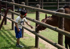 子供と馬