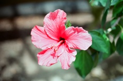 ハイビスカス