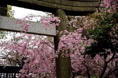 鳥居と桜