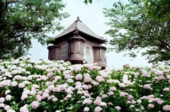 紫陽花と祠