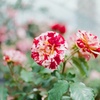 薔薇