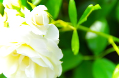 白薔薇の庭