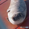 眠たいの。