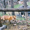 キタキツネ