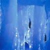 氷瀑まつり