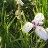 何の花？
