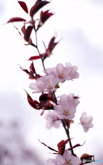 桜