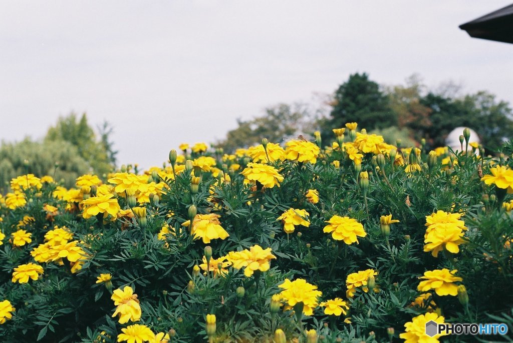 花