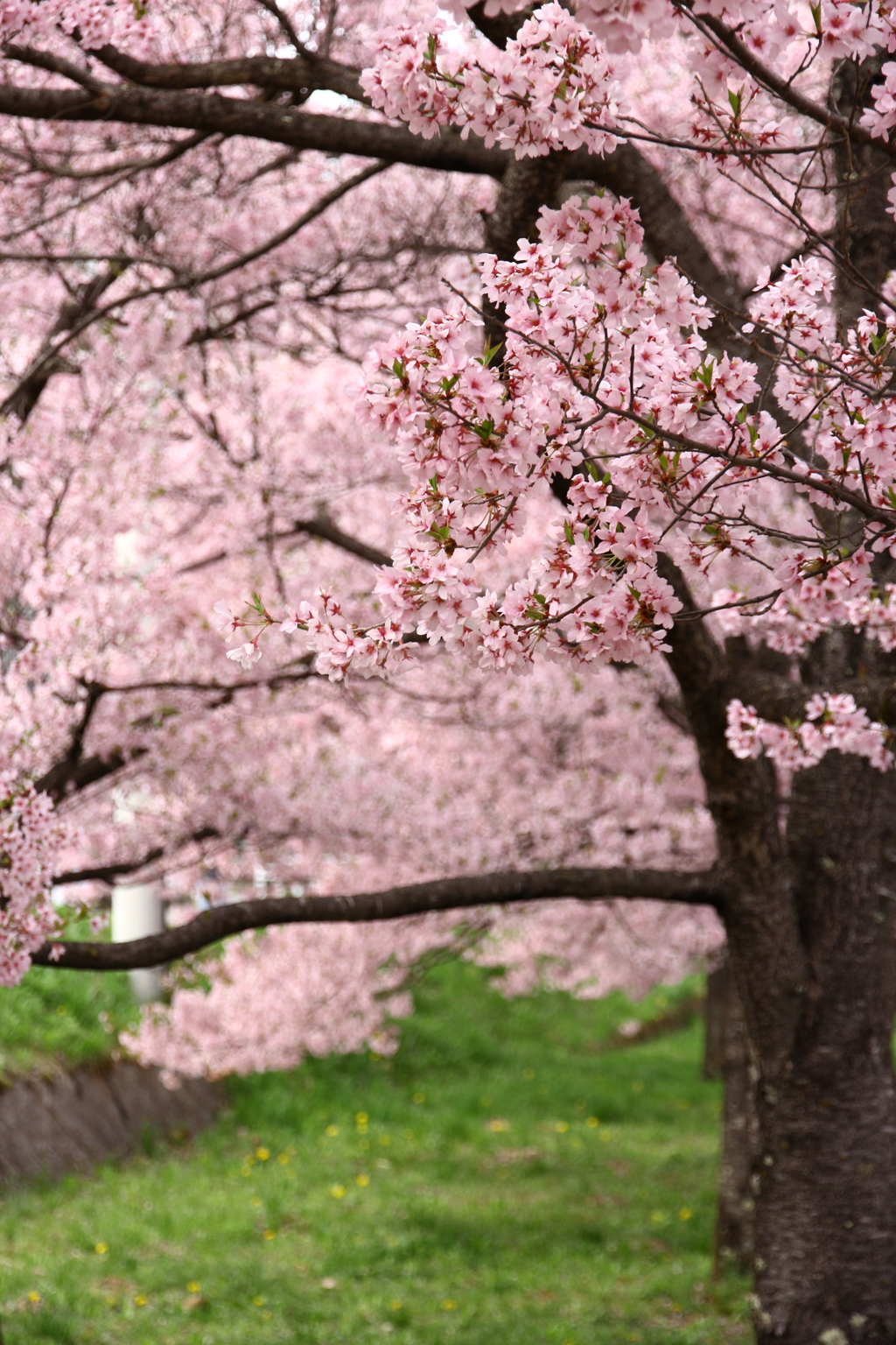 今年の桜 2