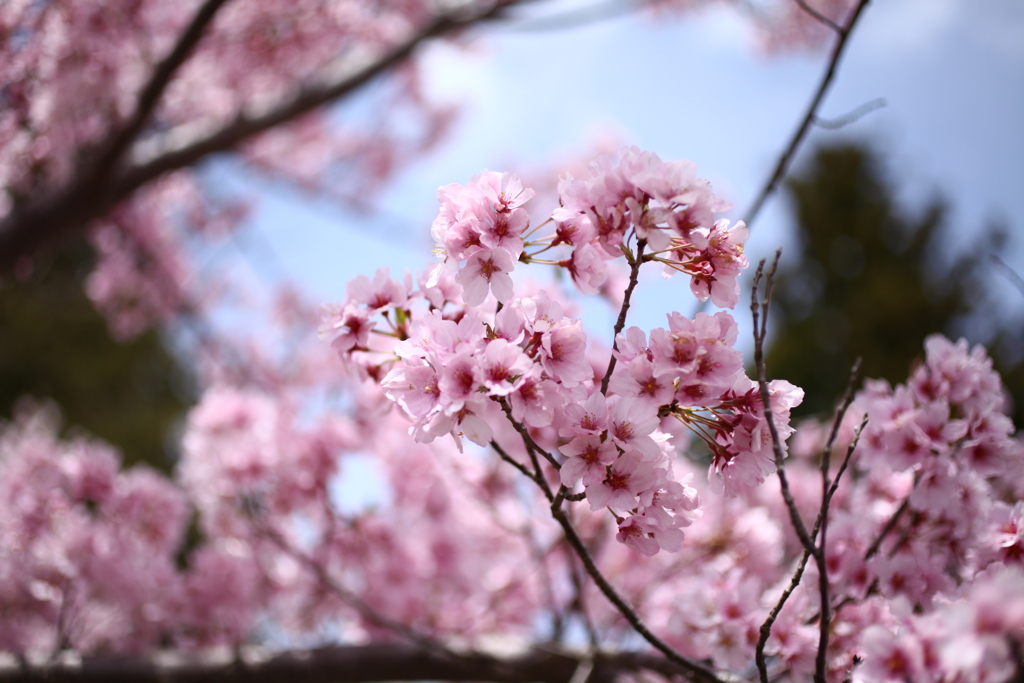 今年の桜 3