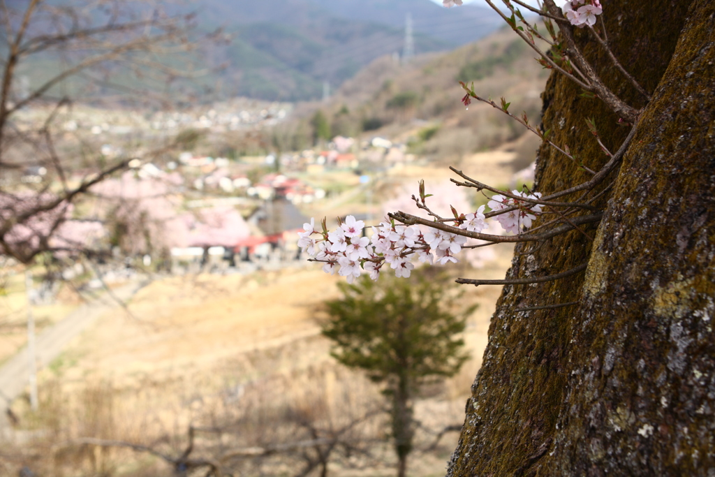 今年の桜