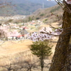 今年の桜