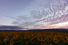 Sunflower Sunset